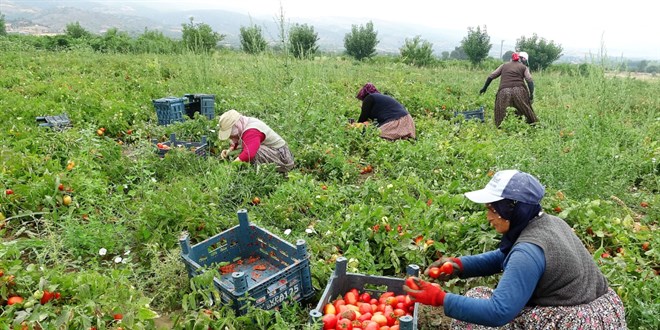 Tarlada 1 lira olan domatesi marketten 5 liraya alıyoruz