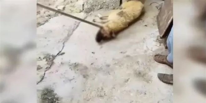 Köpeğe şiddet uygulayan belediye çalışanına soruşturma