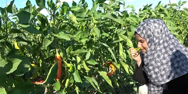 Bu tarladan sat�n alacaklar�n�z� ellerinizle topluyorsunuz