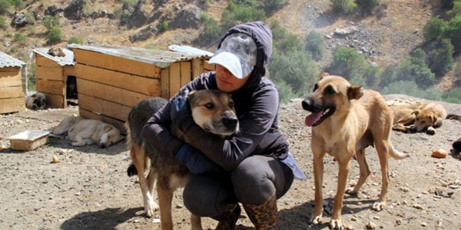 Eda öğretmen, sokak köpekleri için tayini reddetti
