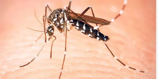 Yeni tehlikenin ad: Asya kaplan sivrisinei