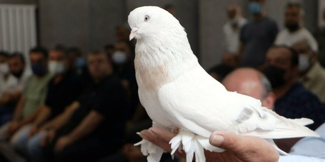 Türkiye'de eşi benzeri yok! 300 bin liralık 'şebap' güvercini
