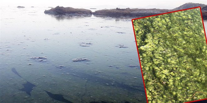 Bey�ehir G�l�'nde alg patlamas�; suyun rengi ye�ile d�nd�