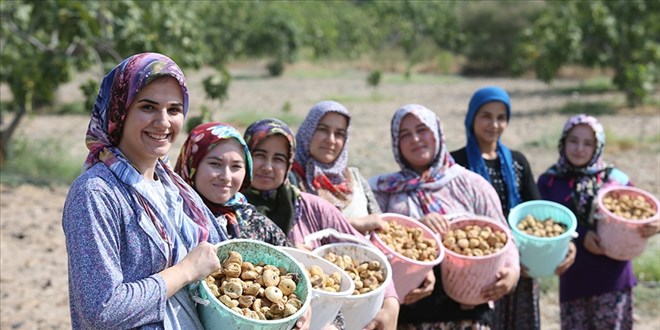Dünya sofralarını süsleyen Aydın incirinde hasat heyecanı
