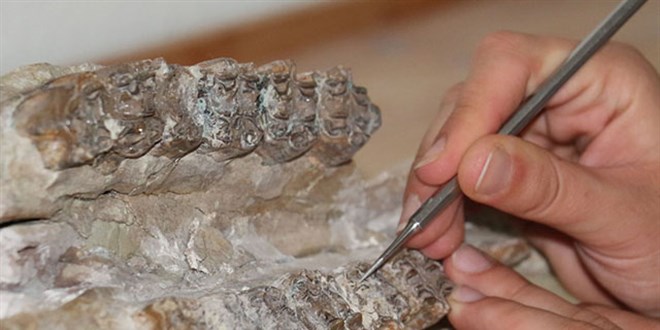 'orakyerler' kaz alannda bu yl 7 tre ait 104 fosil bulundu