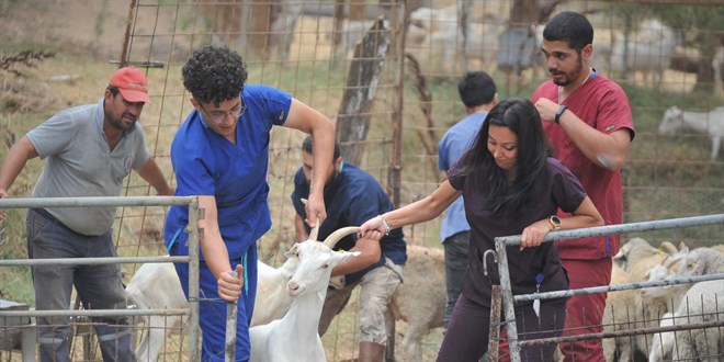 Öğrenciler, üniversitenin koyunculuk ünitesinde çalışıyor
