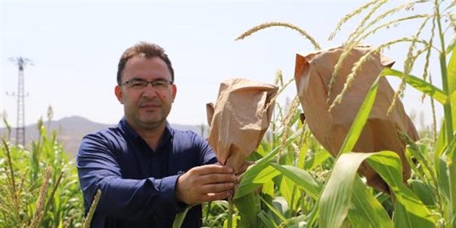 Yerli mısır tohumları üniversite tarlasında geliştiriliyor