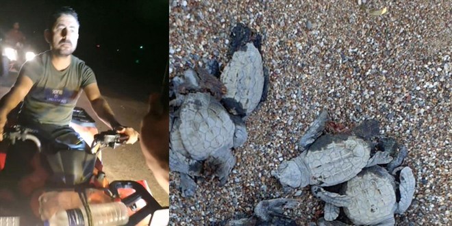 ATV'lerle caretta caretta yavrularını ezip, gönüllüyü de yaraladılar