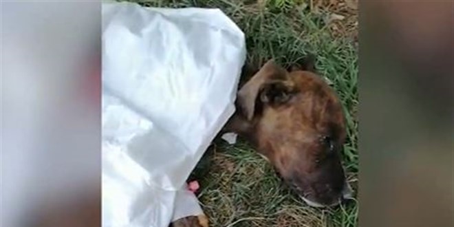 Hastane bahçesine gelen köpeğe serumlu müdahale