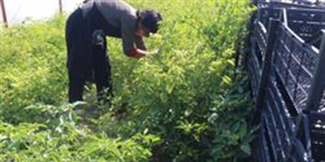 12 dekar arazinin tamamına 'mor çilek' ekiyor
