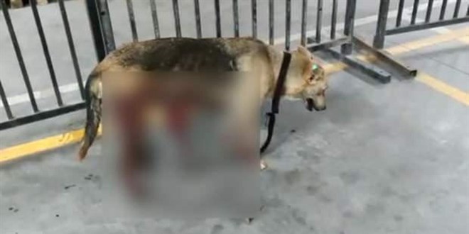 Kısırlaştırıldıktan sonra sokağa bırakılan köpek öldü