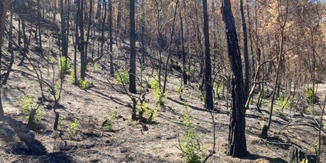 Gndomu'ta yanan ormanlar yeniden yeilleniyor