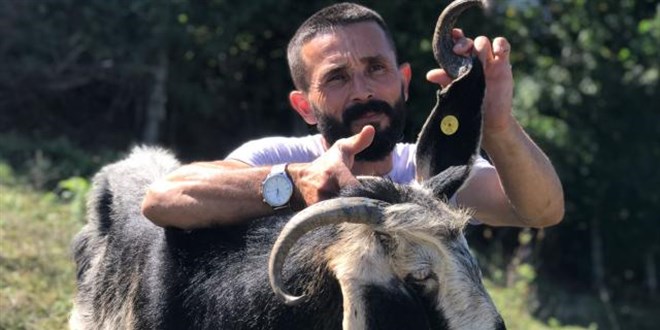 Kulağında boynuz çıkan keçi görenleri şaşırttı