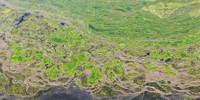 Ağrı Dağı Milli Parkı'nın bazı bölümleri yosunla kaplandı