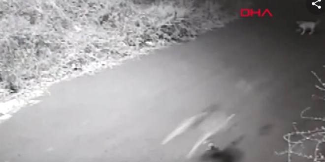 Köpeklerden kaçarken düşüp kolunu kırdı
