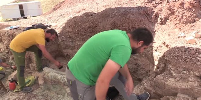 Çankırı'da fillerin atalarına ait 9 milyon yıllık uyluk kemiği ve diş bulundu