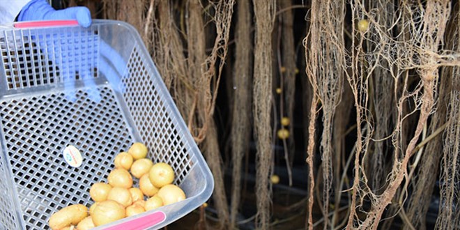 'Havada, karada, suda patates yetitiriyoruz'