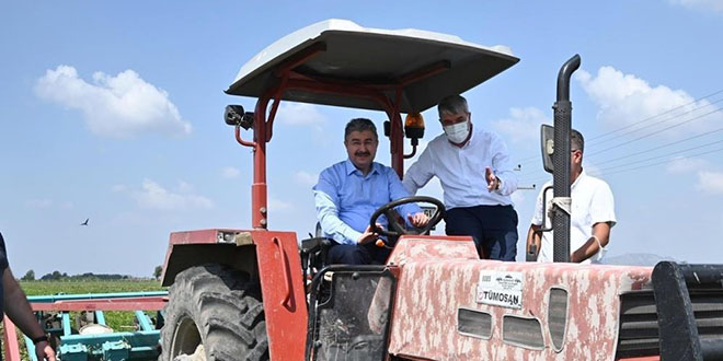 Vali ceketi çıkardı, traktörle yer fıstığı hasadı yaptı
