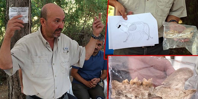 Kayseri'de 4 bin yl ncesine ait aslan kemii bulundu