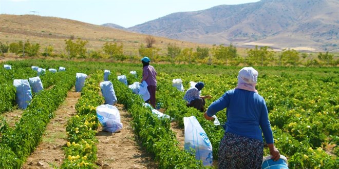 Marketlerdeki fahi fiyata kzd, tarlasn vatandalara at