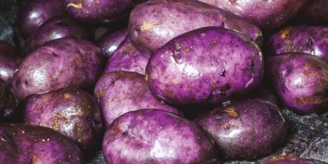 Muğla'da hasadına başlanan mor patates verimi ve fiyatıyla üreticiyi sevindirdi