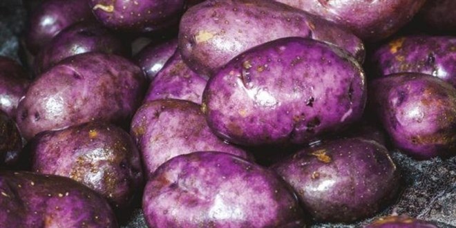 Mula'da hasadna balanan mor patates verimi ve fiyatyla reticiyi sevindirdi