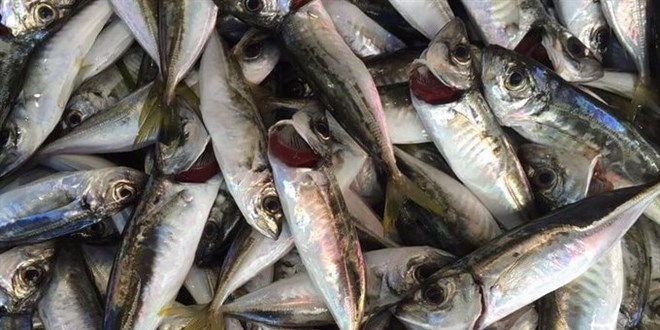 Karadeniz'de istavritin kilosu 8 TL'ye düştü