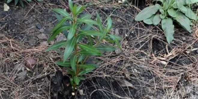 Yangn sonras Marmaris'te doa, yeniden canlanyor