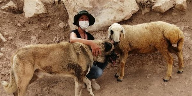 Besicilik yapan Arzu: Çoban bulmakta zorlanıyoruz