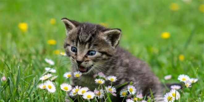 Bilim insanları kedi videoları izleyecek gönüllüler arıyor