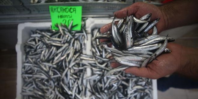 Balık bollaştı, fiyat yarı yarıya düştü