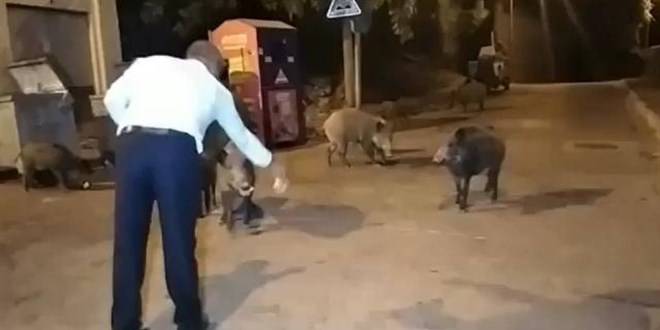 Şehre inen yaban domuzlarını elleriyle beslediler