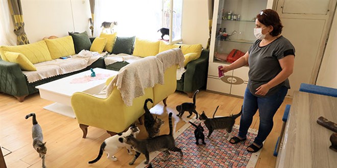 Emekli maaşını kedilere harcadı, icralık oldu