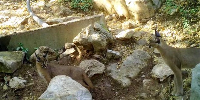 'Ormanın hayalet kedisi' Antalya'da görüntülendi