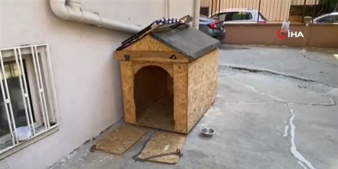Köpeğini darp eden doktora para cezası