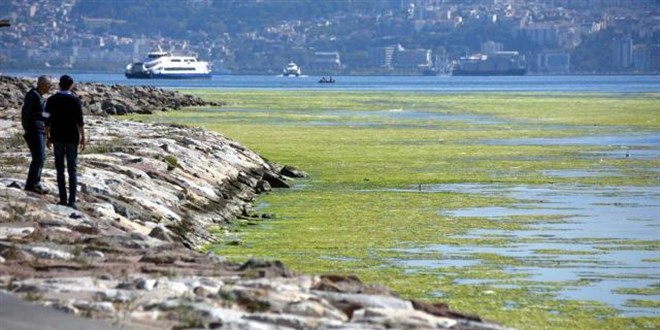 İzmir'de deniz yeşile büründü