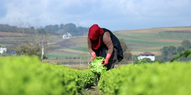 Tarlada 50 kuruş, markette 8 lira