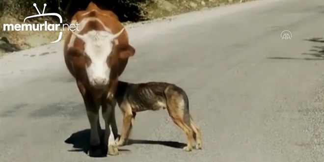 Adana'da köpeğin inekten süt emmesi cep telefonu kamerasına yansıdı