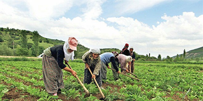 İklim krizine tarımsal planlama: Aşırı hava olayları üretimi olumsuz etkiliyor