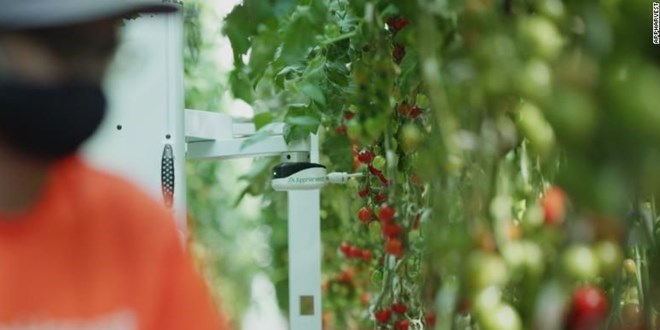 Bu serada domatesleri yapay zeka topluyor: Verim 30 kat artt