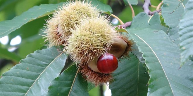 �in'den gelen 'Katil ar�' tehdidi b�y�yor! Bir ilimizde daha g�r�ld�