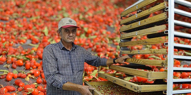 Hobi olarak ba�lad�, �imdi Avrupa'ya ihra� ediyor