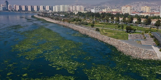 Kirlilikten beslenen deniz marulu, İzmir Körfezi'nde yayılıyor