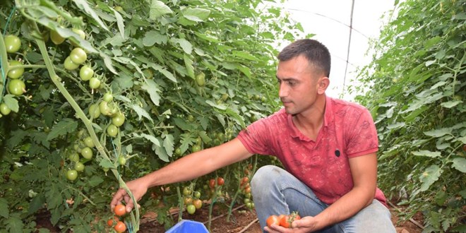 Üreticiden 13 TL'ye çıkan kokteyl domates marketlerde 23 TL