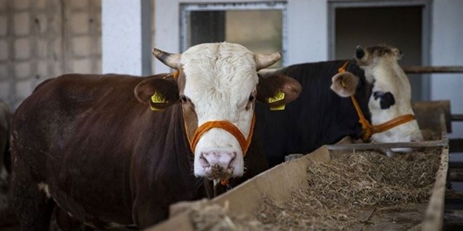 Stteki gizli tehlike: Melez inek hasta ediyor