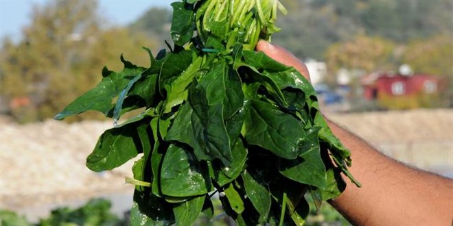 Ispanak de�il g�zelavrat otu zehirledi