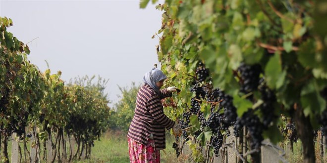 Üretici isyan ediyor! Tarlada 2, markette 8 lira