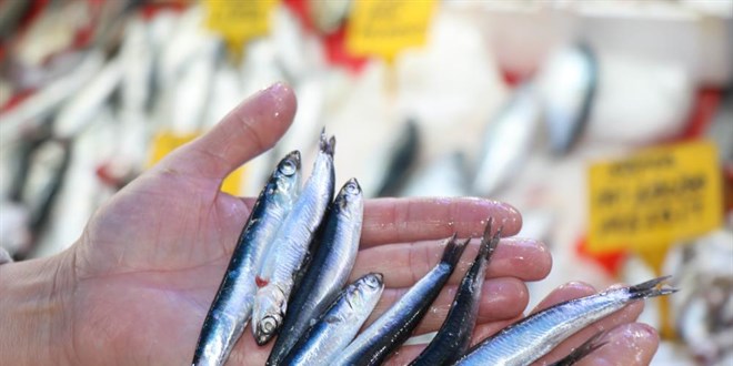 Karadeniz'in incisi 'iri hamsi' 15 liradan kapış kapış gidiyor