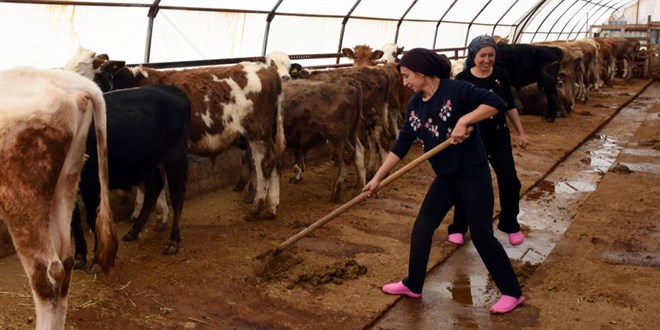 Üniversite mezunu kız kardeşler, aldıkları destekle hayvancılık yapıyor