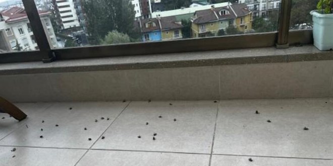 İstanbul'da 'kokarca böceği' kabusu!